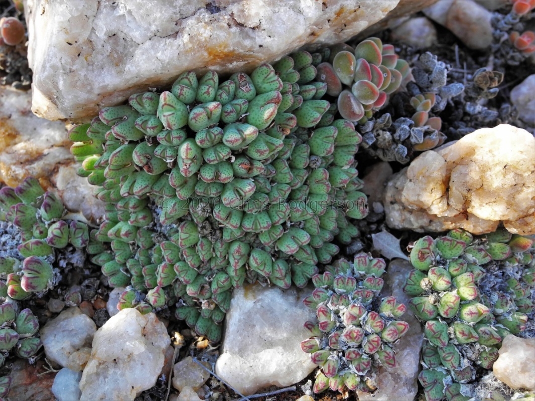 marginatum western Bushmanland (2)