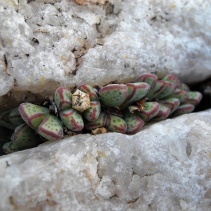 marginatum ssp. marginatum