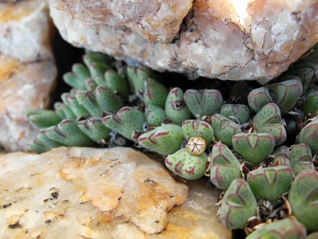 marginatum western Bushmanland