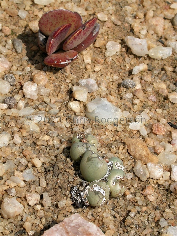 marnierianum E Springbok (2).JPG