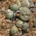 marnierianum E Springbok