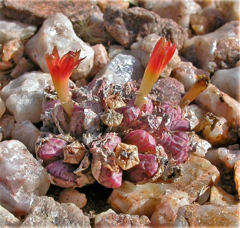 marierianum W Carolusberg.JPG