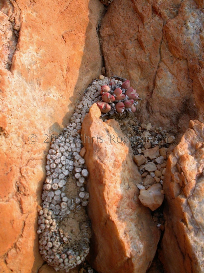 marnierianum Eyams.JPG