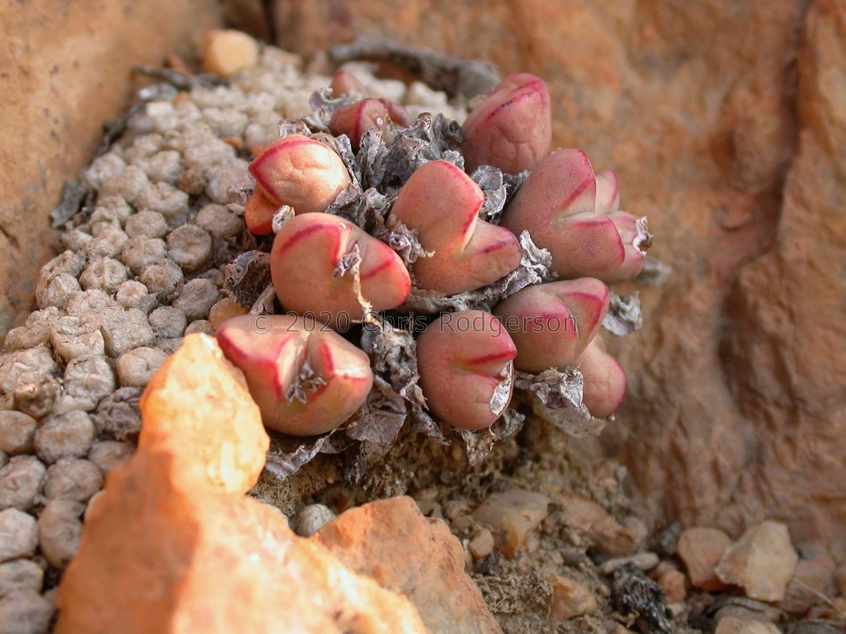 marnierianum Eyams (2).JPG