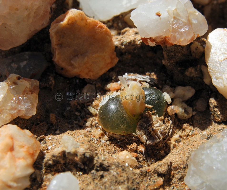 maughanii         ssp.latum         Grashoek