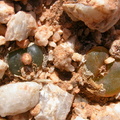 maughanii ssp.armeniacum        Klipbok