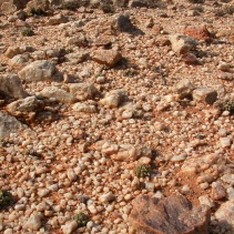 maughanii ssp. maughanii