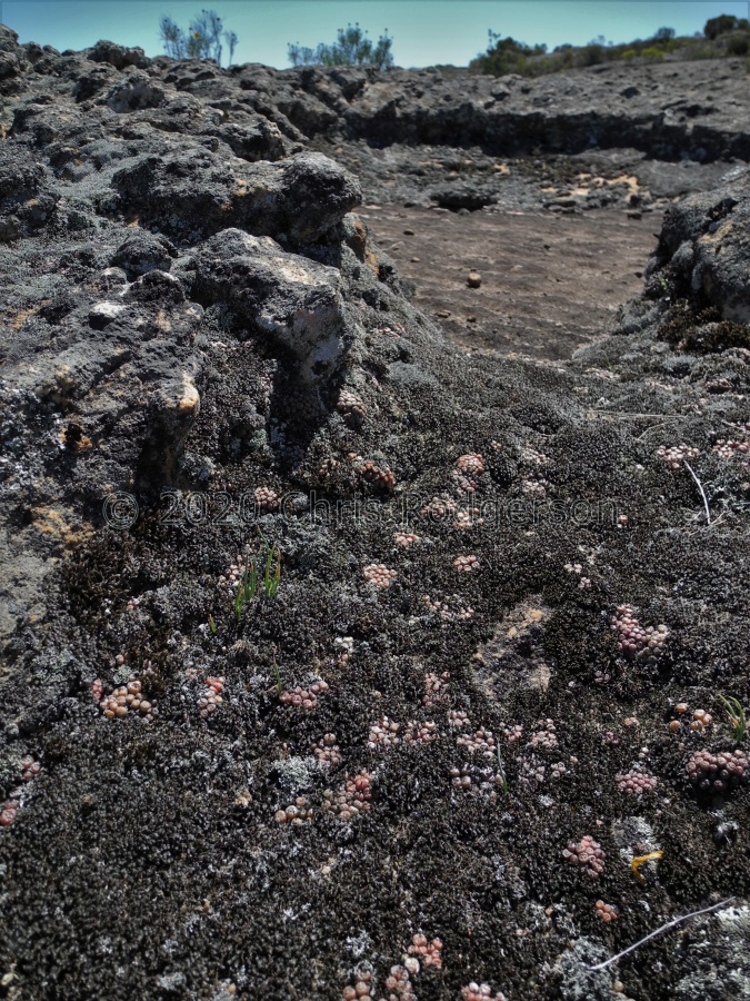 minusculum Matsikamma (4).JPG