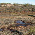 minusculum ssp.leipoldtii W Clanwilliam (5)
