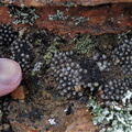 minusculum ssp.aestiflorens Katbakkies (4)