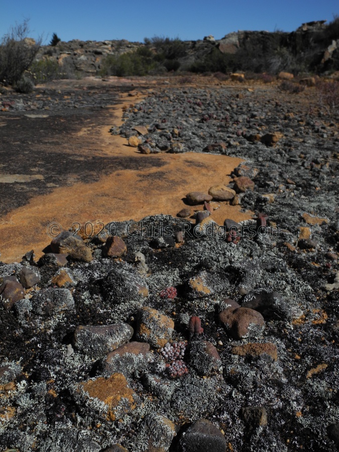 minusculum ssp.aestiflorens God's Acre.JPG