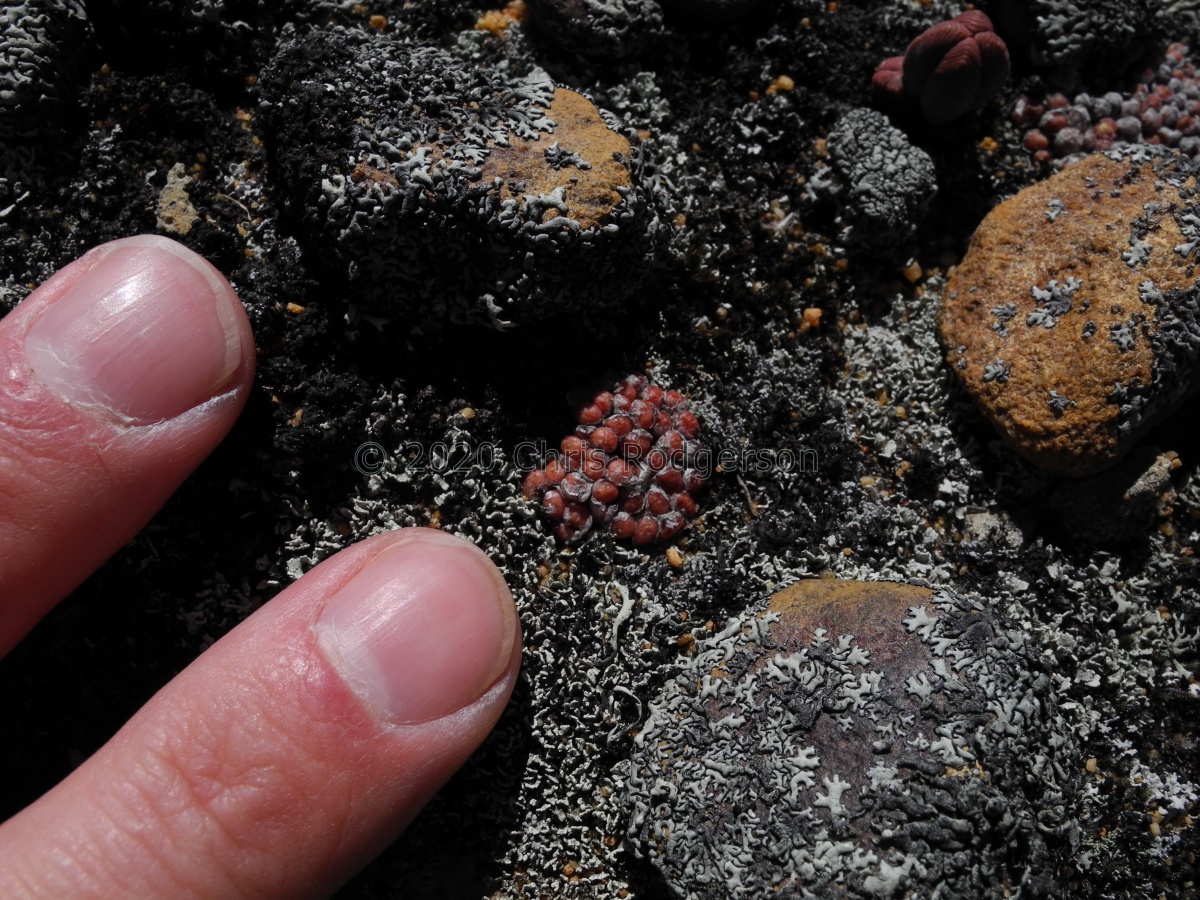 minusculum ssp.aestiflorens God's Acre (2).JPG