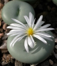 minutum var.pearsonii 1212 (white flower form)