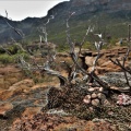 obcordellum Clanwilliam