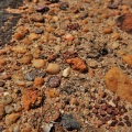obcordellum Clanwilliam