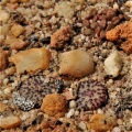 obcordellum Clanwilliam