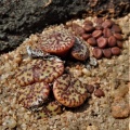obcordellum Clanwilliam