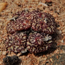 obcordellum ssp. obcordellum