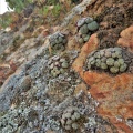 obcordellum N Clanwilliam