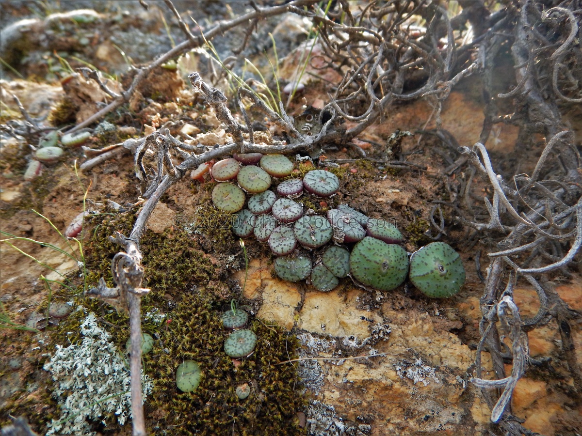 obcordellum N Clanwilliam (4).JPG