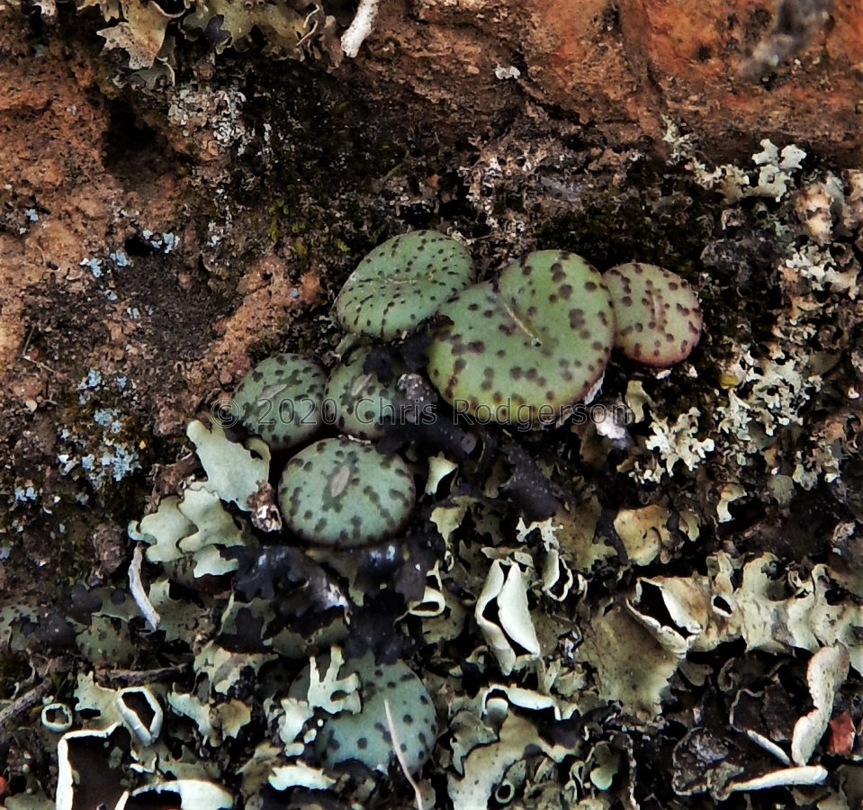 obcordellum N Clanwilliam (3).JPG