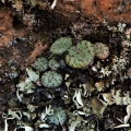 obcordellum N Clanwilliam (3)