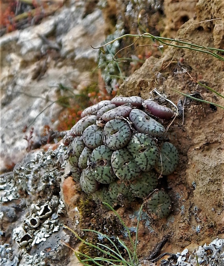 obcordellum N Clanwilliam (2).JPG