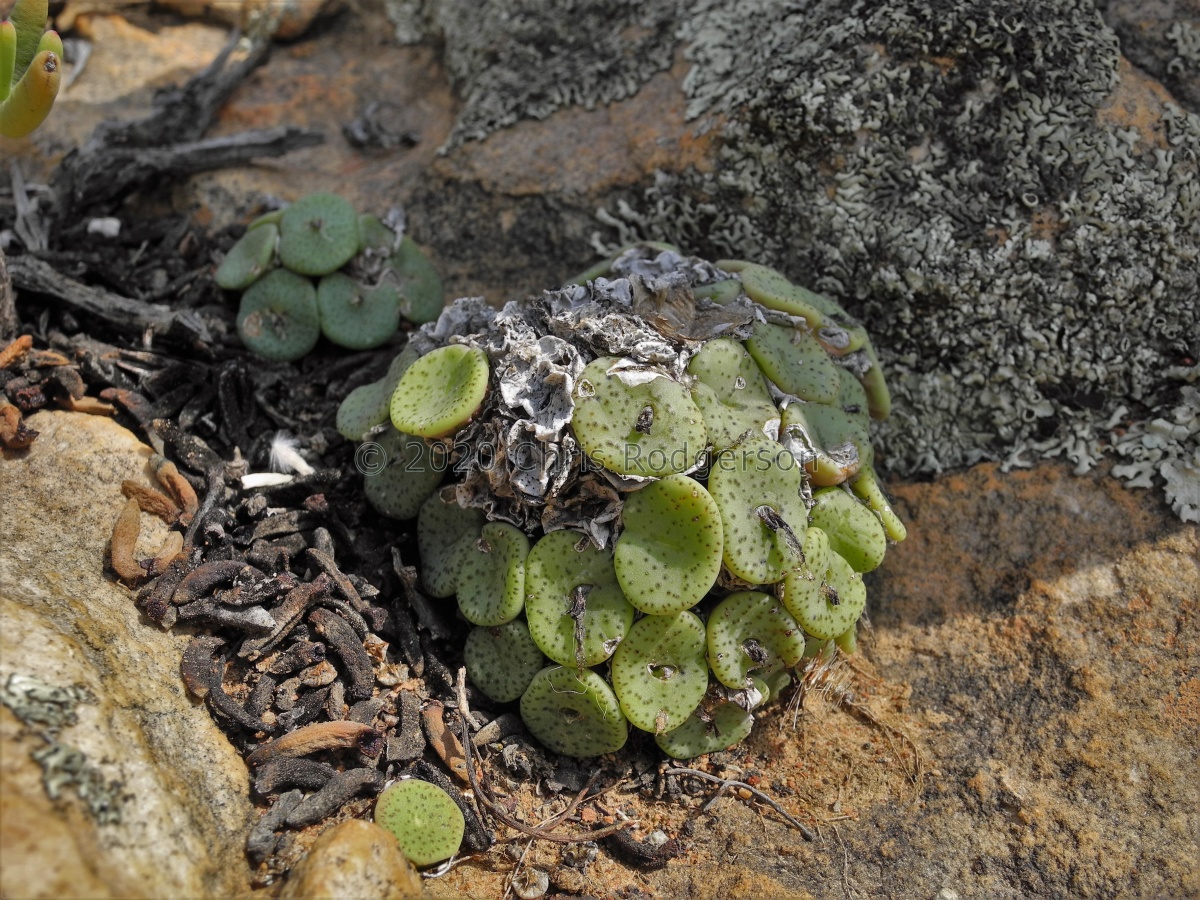 obcordellum 'declinatum' E Wupperthal.JPG