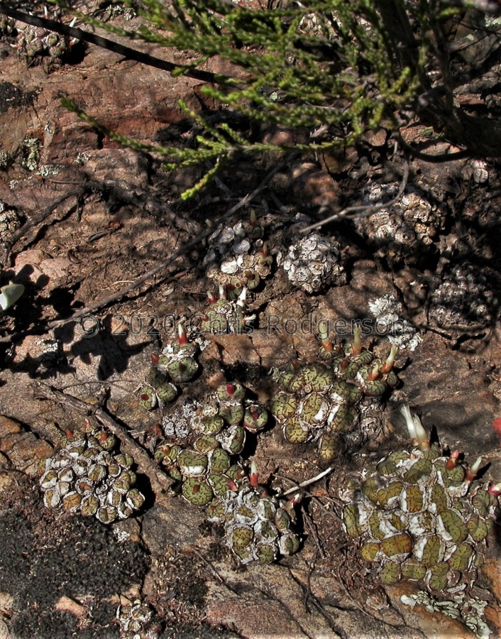 obcordellum 'germanum' Het Kruis.JPG