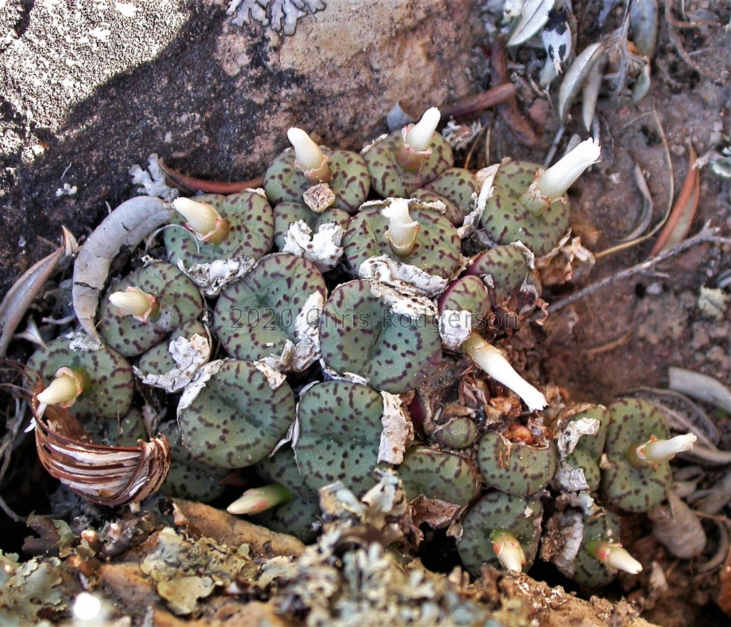 obcordellum 'germanum' Het Kruis (3).JPG