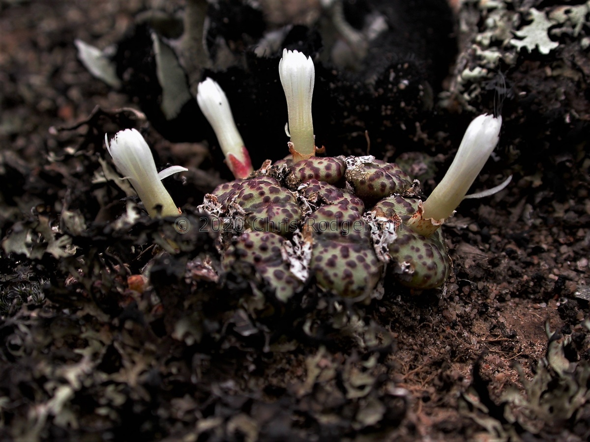 obcordellum 'lambertense conspicuum' NW Graafwater (4).jpg