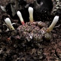 obcordellum 'lambertense conspicuum' NW Graafwater (4)
