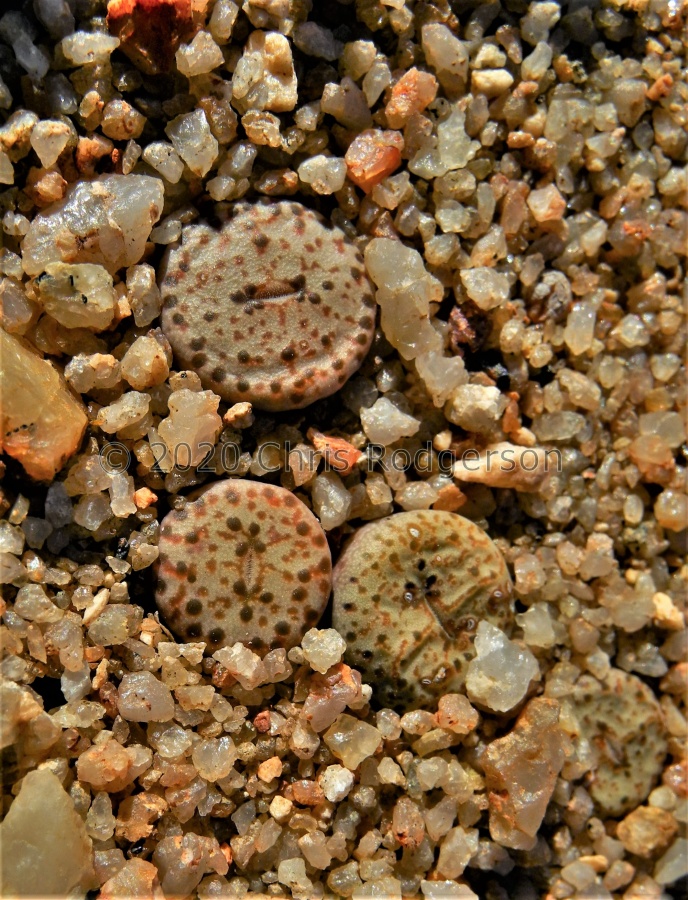 obcordellum ssp.stenandrum Kamiesberg (5).JPG
