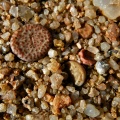 obcordellum ssp.stenandrum Kamiesberg (4)