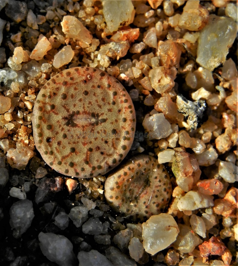 obcordellum ssp.stenandrum Kamiesberg (2).JPG