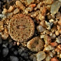 obcordellum ssp.stenandrum Kamiesberg (2)