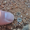 obcordellum ssp.stenandrum Kamiesberg (8)