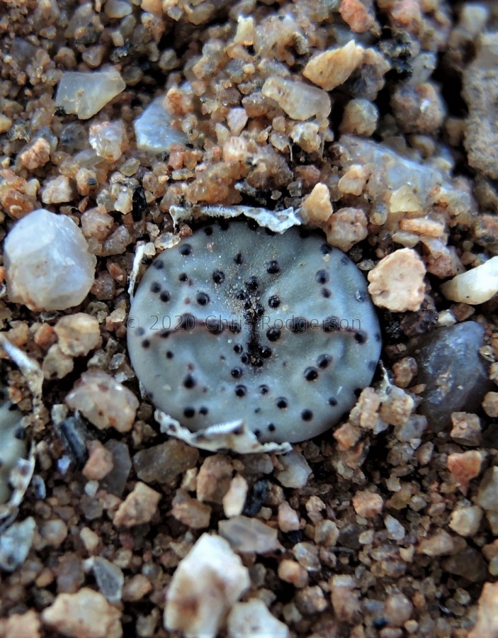 obcordellum ssp.stenandrum Kamiesberg (6).JPG