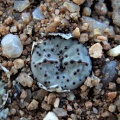 obcordellum ssp.stenandrum Kamiesberg (6)