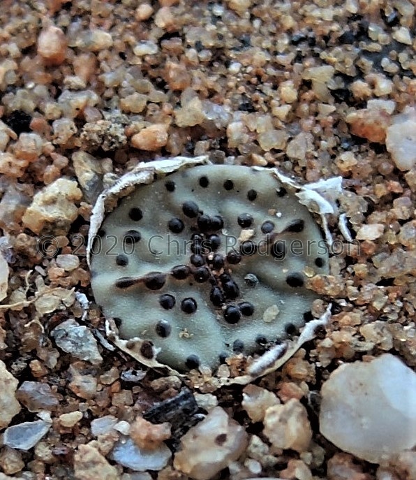 obcordellum ssp.stenandrum Kamiesberg (7).jpg