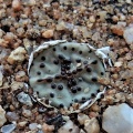 obcordellum ssp.stenandrum Kamiesberg (7)