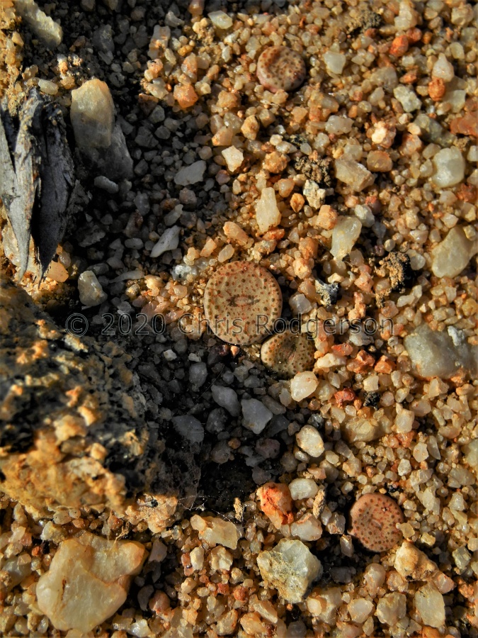 obcordellum ssp.stenandrum Kamiesberg.JPG