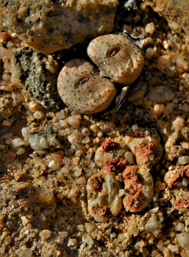 obcordellum ssp.stenandrum Kamiesberg (with C.rugosum).JPG