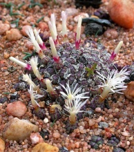 obcordellum ssp.rolfii Elands Bay (5)