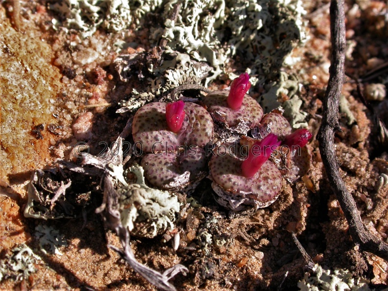 obcordellum ssp.ceresianum 'stayneri'  S Cederberg (3) (1724).jpg