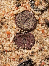obcordellum ssp.ceresianum 'stayneri'  S Cederberg (1727)