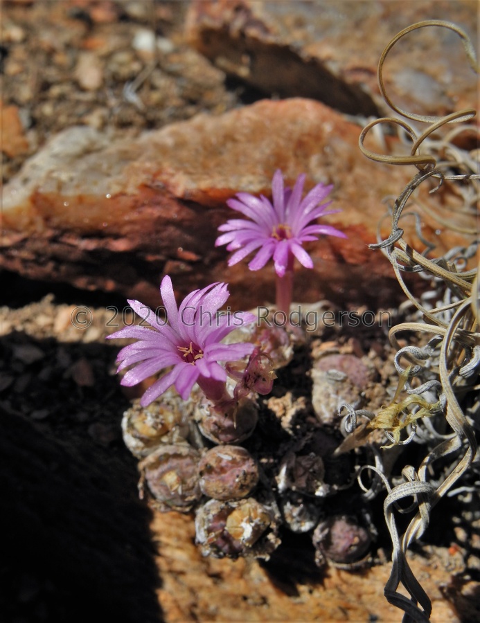 obscurum Klipbok (2).JPG