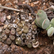 obscurum ssp. obscurum