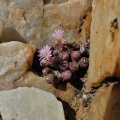 obscurum ssp.barbatum E Port Nolloth