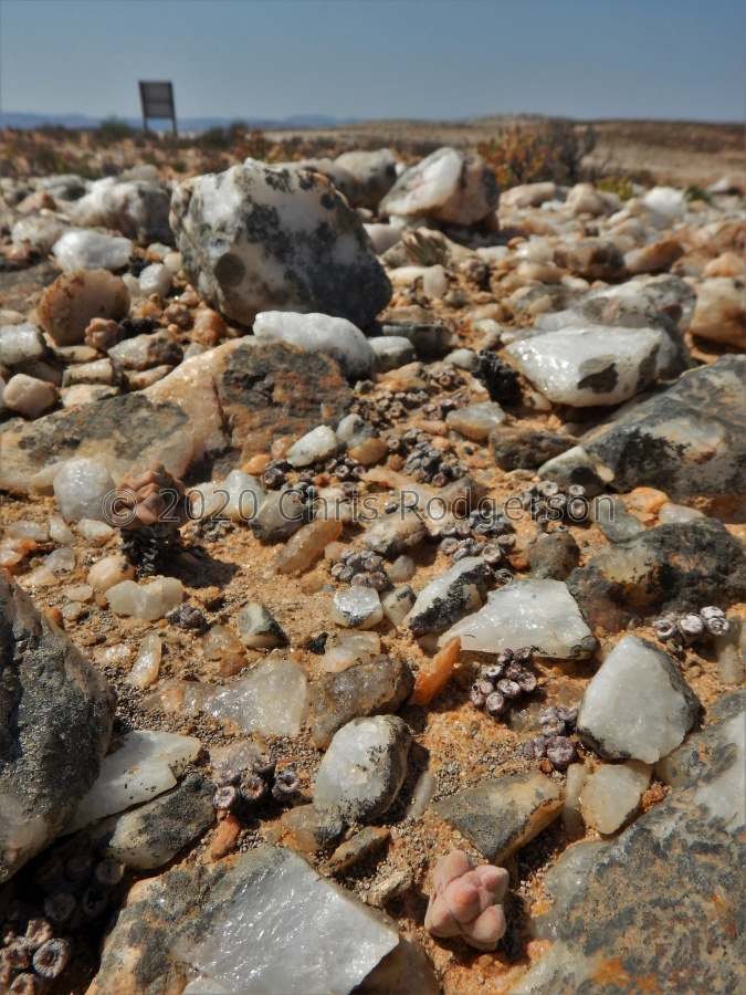 obscurum ssp.vitreopapillum.JPG